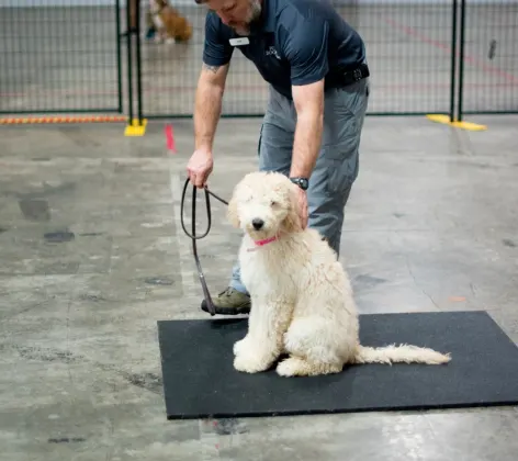 Dog receiving dog lessons